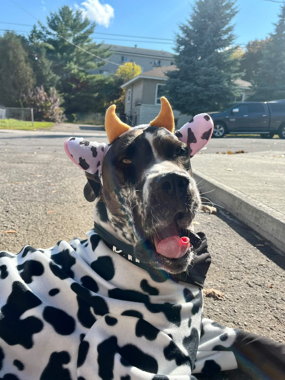 House Cow