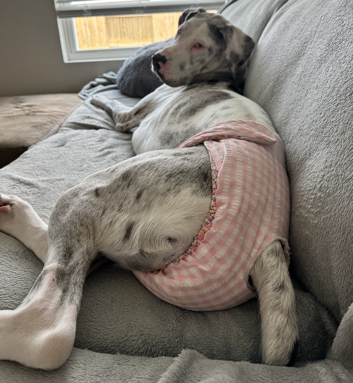 Female Dog Diaper