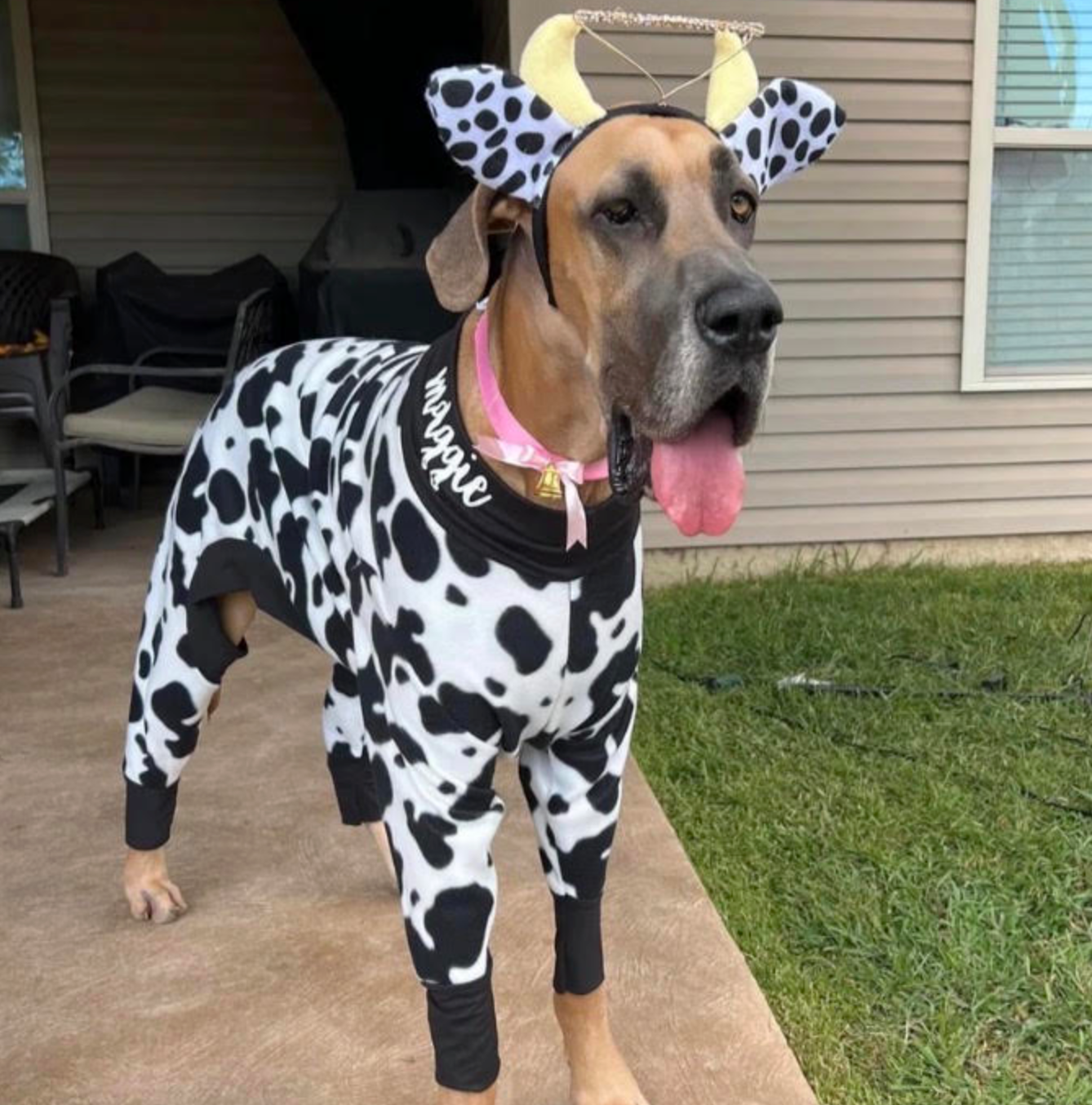 Bowie's Custom Halloween Costume