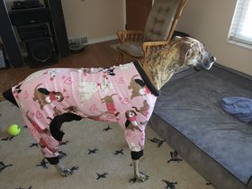 Barbie Pink Dog Fleece