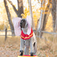 Custom Dumbo Costume for Tiffany A.