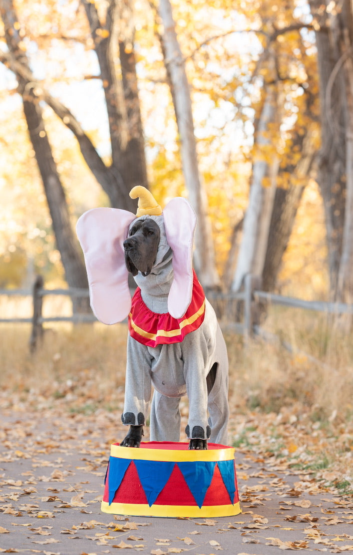 Custom Dumbo Costume for Tiffany A.