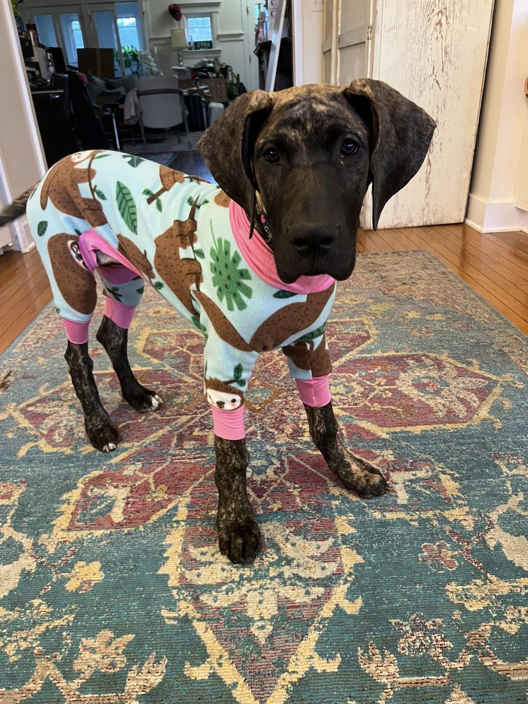 Great dane 2024 dog pajamas