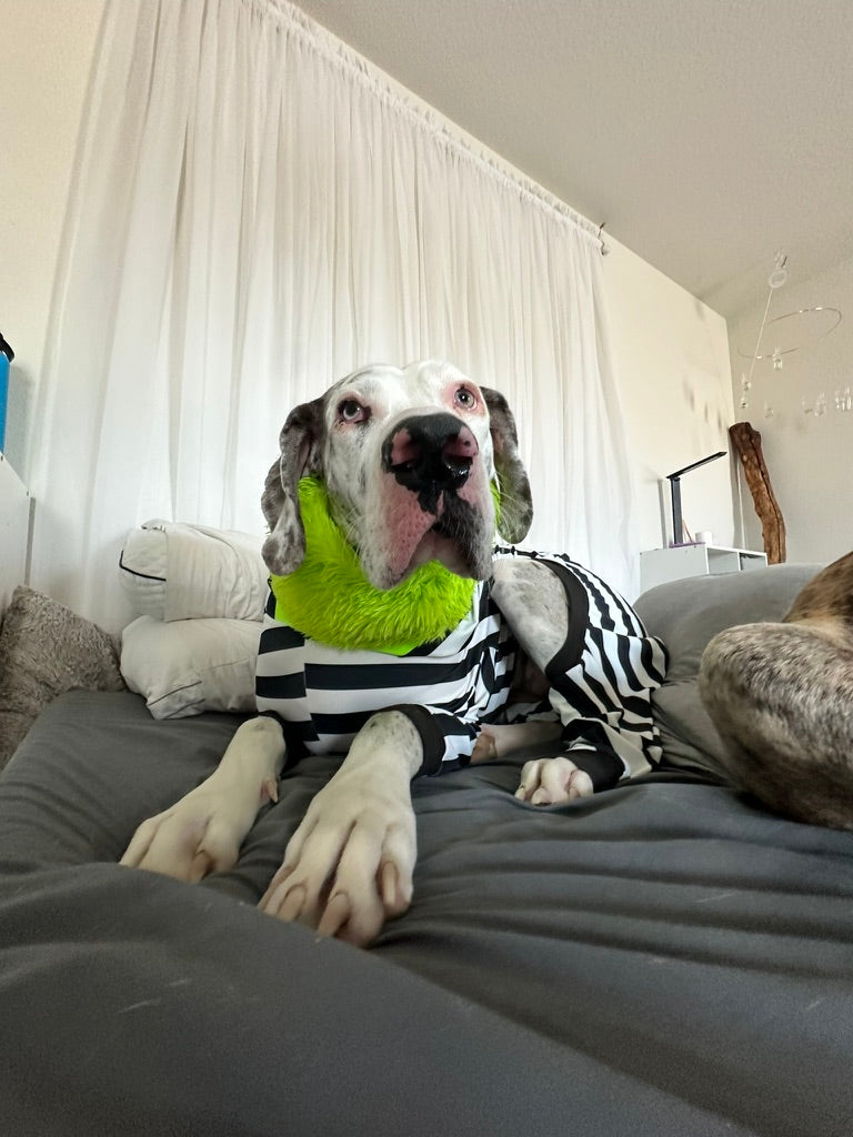 Beetlejuice Costume + Snood! 💚🖤