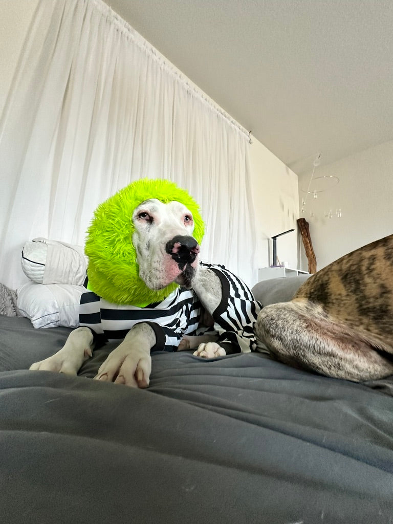 Beetlejuice Costume + Snood! 💚🖤