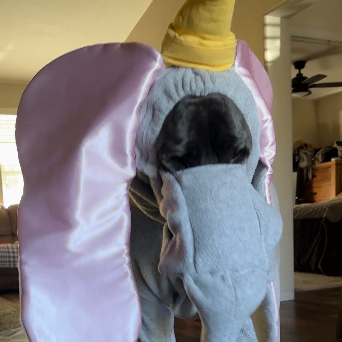 Tatonka's Dumbo Costume
